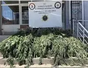 Bafra'da Uyuşturucu Operasyonu: Hasat Edilmeye Hazır 782 Kök Kenevir Ele Geçirildi